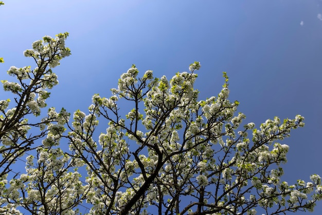 blooming berry cherry in the spring season a large number of white flowers on the cherry tree during flowering in the orchard