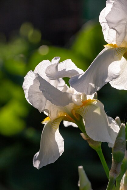 Blooming big bearded iris with white petals on a sunny summer day macro photography