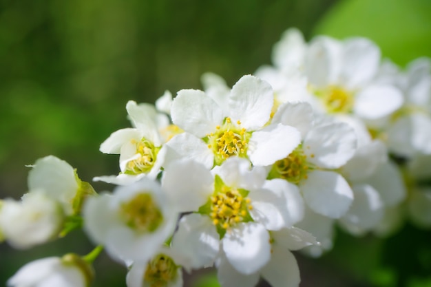 Blooming bird cherry flower close-up