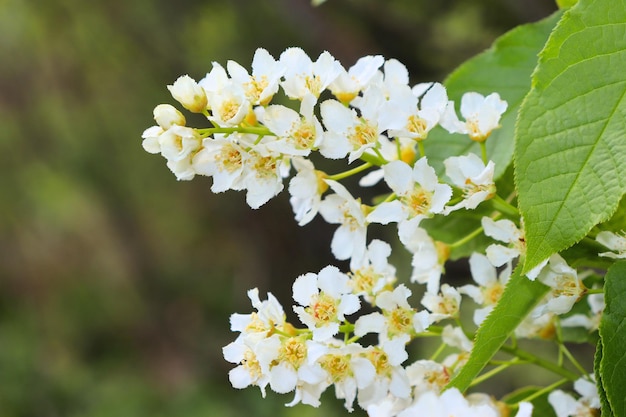 Blooming bird cherry white clusters of flowers