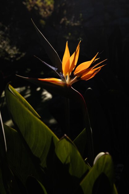 夜に庭にく楽園の花の鳥たち