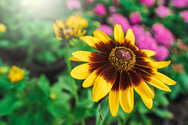 Photo blooming black eyed susan flowers in the plant pot indoor