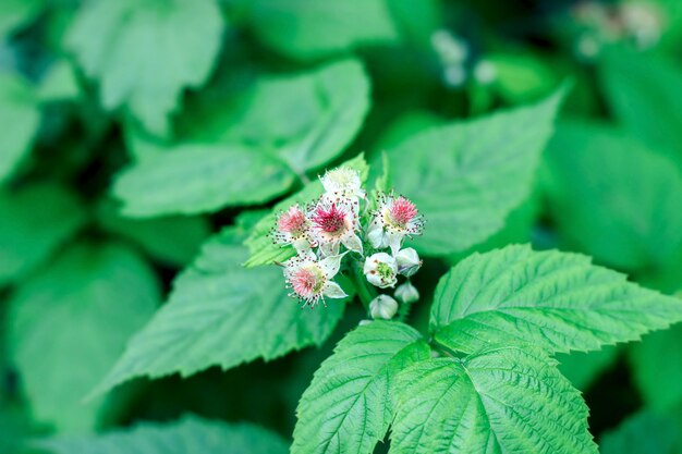 Photo blooming blackberry. pollination of garden and forest berries close up.