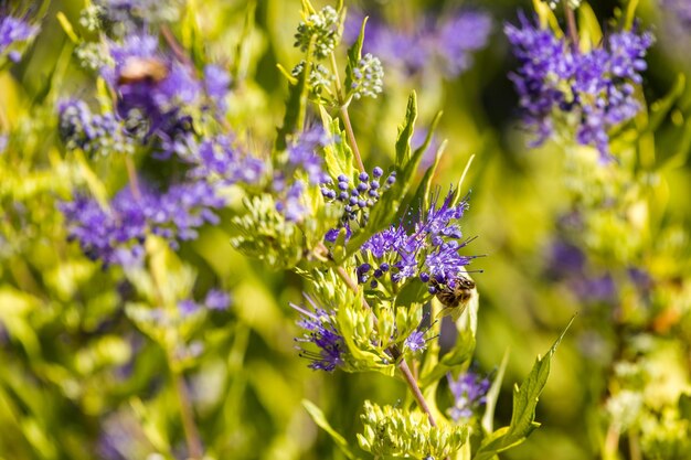 Blooming blue flowers in the garden.