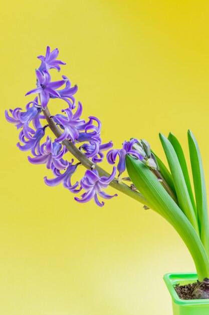 緑のプラスチック鍋に咲く青いヒヤシンスの花