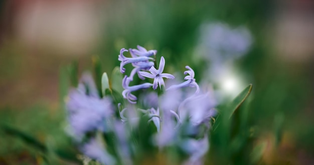 Blooming blue hyacinth in the garden selective focus