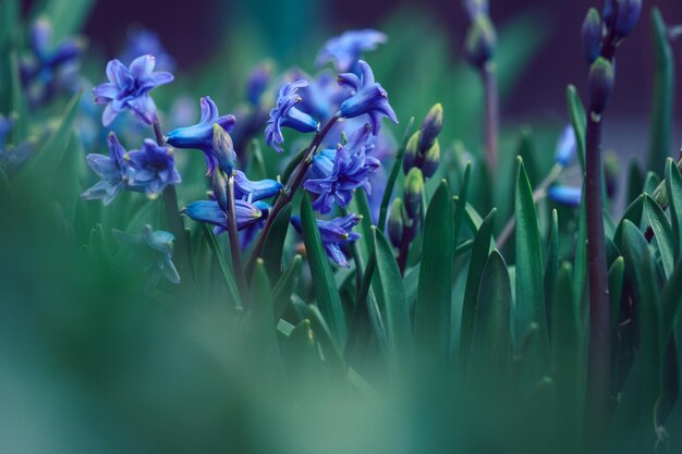 夏の晴れた日の午後の選択的な焦点の庭に咲く青いヒヤシンス