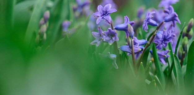 Blooming blue hyacinth in the garden on a summer sunny afternoon selective focus