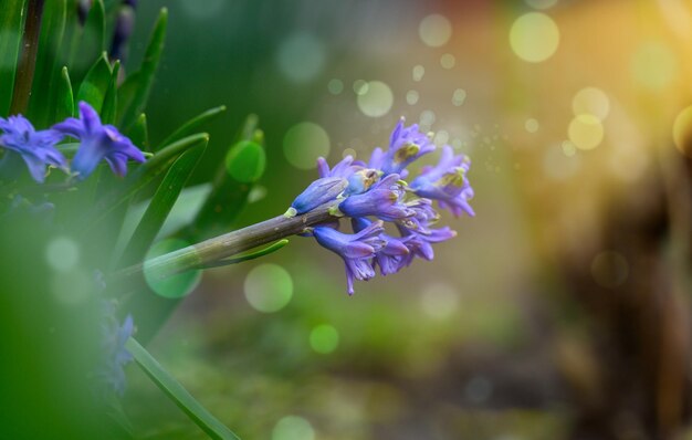 Blooming blue hyacinth in the garden on a summer sunny afternoon selective focus