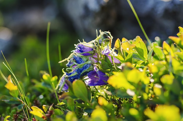 自然の中で青い山高山桔梗の開花、花の背景