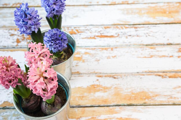 Bulbi di giacinto blu e rosa in fiore in un grazioso vaso di metallo