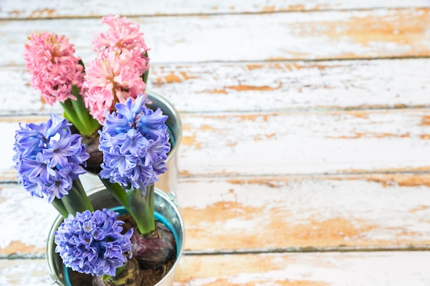 Blooming blue and pink hyacinth bulbs in a pretty metal pot