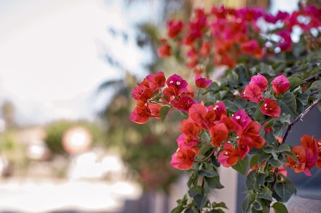 咲くブーゲンビリアの花ブーゲンビリア赤の明るい花花の背景ブーゲンビリアの花を背景として高品質の写真