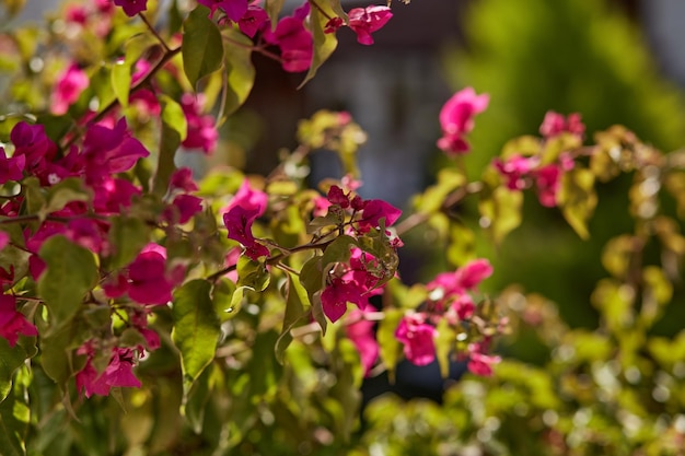 Blooming bougainvillea flower Magenta bougainvillea flowers Bougainvillea flowers as a background High quality photo