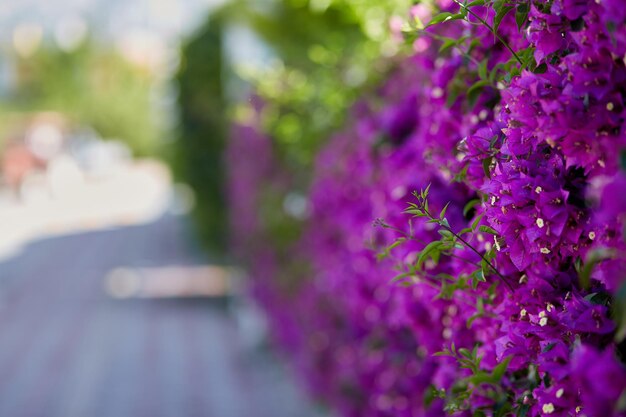 Blooming bougainvillea flower Magenta bougainvillea flowers Bougainvillea flowers as a background