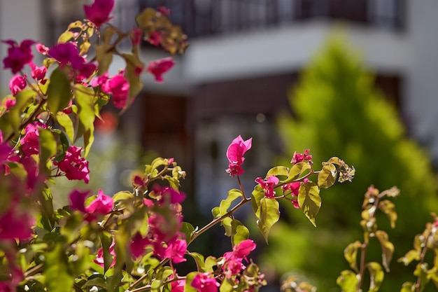 咲くブーゲンビリアの花マゼンタのブーゲンビリアの花背景としてのブーゲンビリアの花