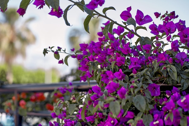 Blooming bougainvillea flower Purple bougainvillea flowers floral background Bougainvillea flowers as a background High quality photo