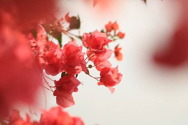 Photo blooming bougainvillea flower