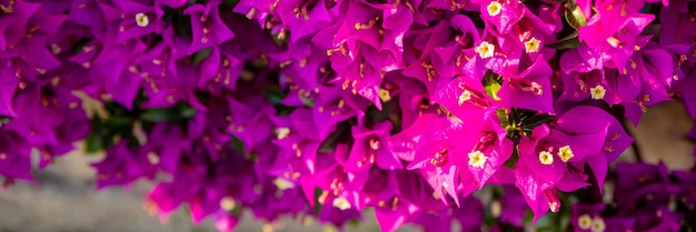 Blooming bougainvillea flowers background Bright pink magenta flowers as a floral background genus of thorny ornamental vines bushes and trees belonging to the family Nyctaginaceae