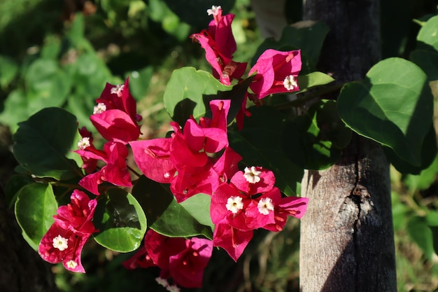 写真 咲くブーゲンビリアの花背景花