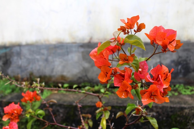 Blooming bougainvillea flowers background. Orange bougainvillea flowers as a floral background