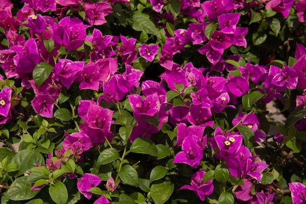 Blooming bougainvillea flowers close up in sunny day