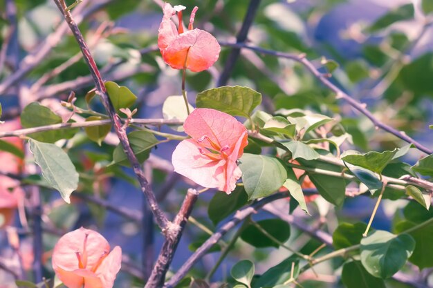 写真 咲くブーゲンビリアの花 花の背景