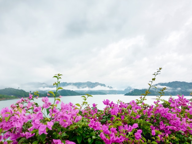 写真 自然の背景に咲くブーゲンビリアの花