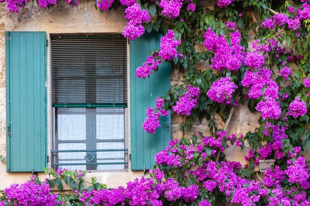 Blooming bouganville flower in summer season exterior decoration of Italian home with traditional window