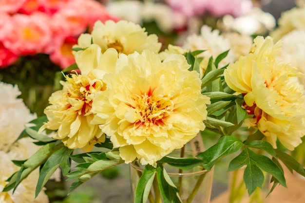 写真 黄色いピオニアの花がいています