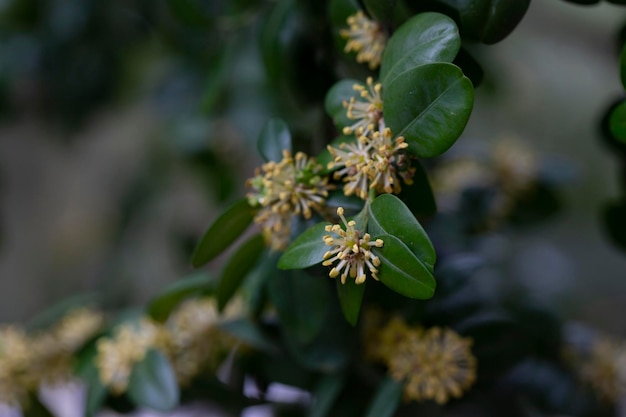 노란색 꽃을 피우는 <unk>스 나무 Buxus sempervirens 노란색 Buxus 꽃 선택적 초점