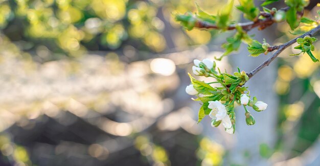 A blooming branch of an apple tree against the background of nature. Spring background. The concept of spring, Easter. Selective focus.