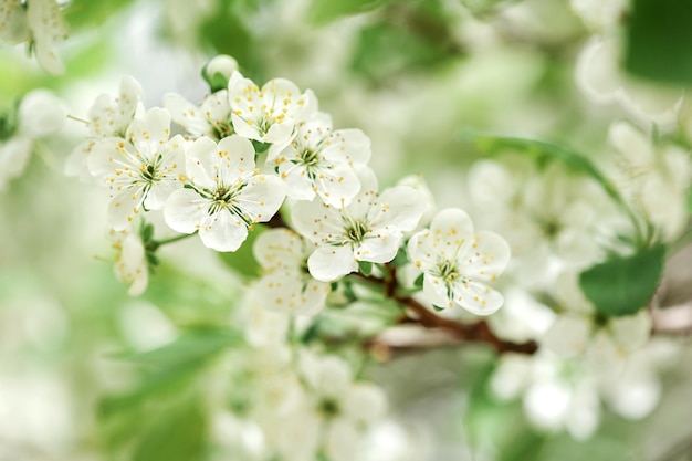 Blooming branch Apple tree Spring background close up