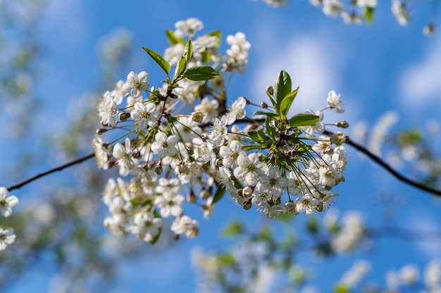 A blooming branch of apple tree in spring with beautiful white flowers under blue sky background.