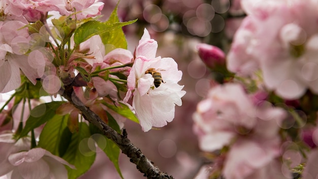 Un ramo di melo in fiore in primavera