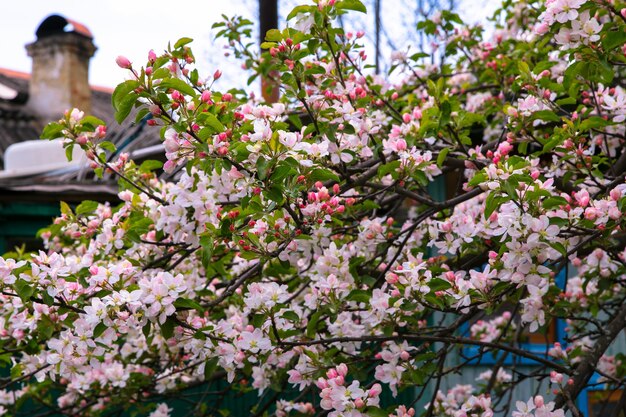 庭に白い花を持つリンゴの木の咲く枝。ぼやけた夏の背景に写真の花