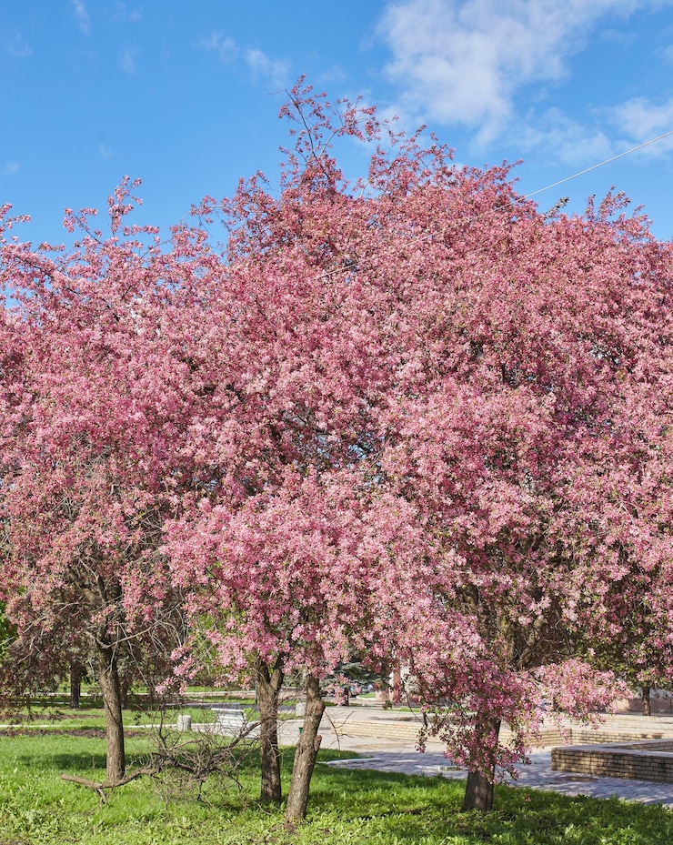 Photo a blooming branch of apple tree