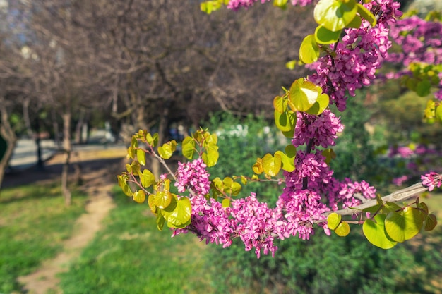 Blooming branch of cercis siliquastrum in garden