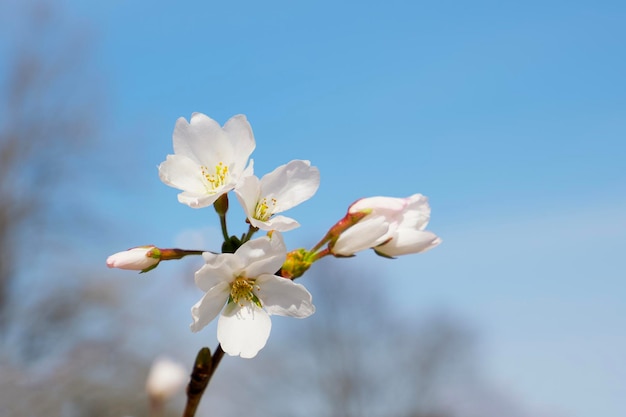 a blooming branch of a cherry plum tree on a blue sky background