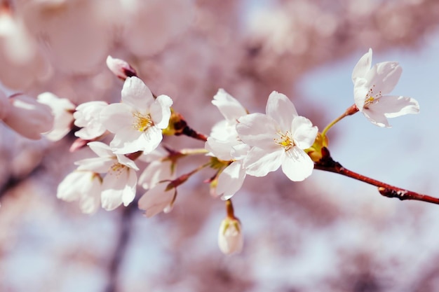 a blooming branch of a cherry plum tree