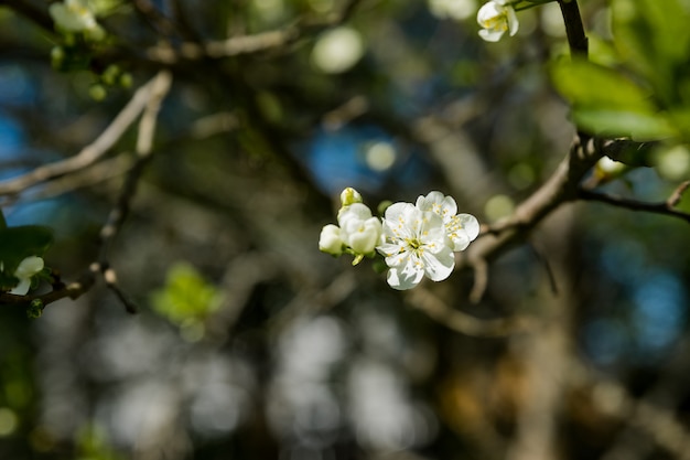 梅の木の開花枝