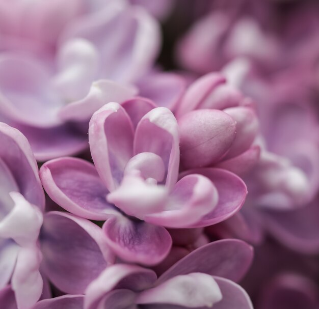 Blooming branch of purple terry lilac in spring