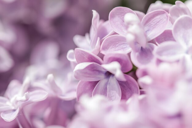 Blooming branch of purple terry lilac in spring