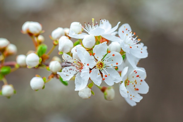 Blooming branch of wild plums. Wild plum blossoms at spring. Nature