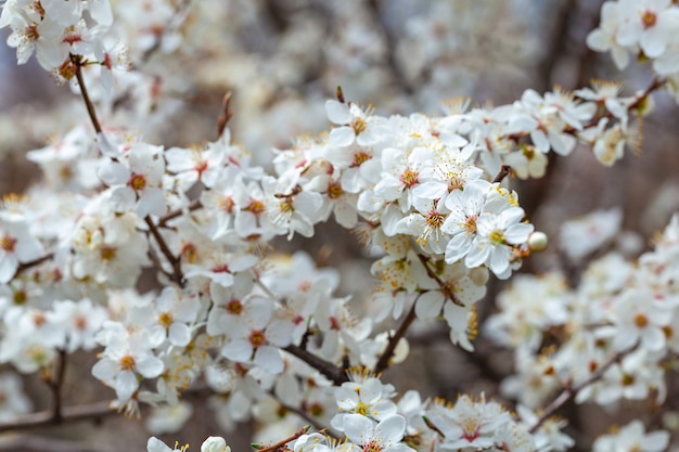 Blooming branch of wild plums. Wild plum blossoms at spring. Nature