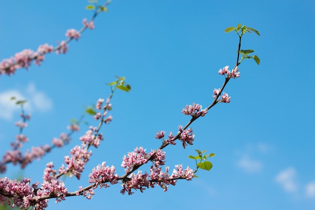 青い空に春に桃の木の花が咲く枝