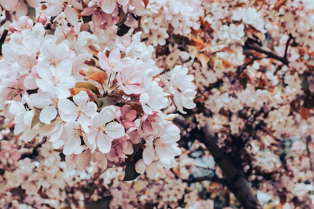 Blooming branch with pink blossoming flowers on a delicate pink background with sparkles Copy space