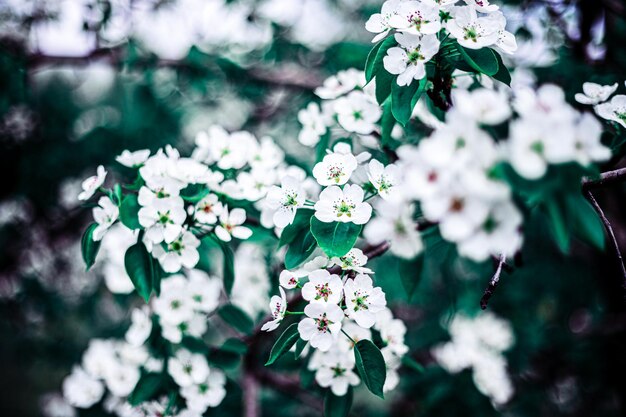 リンゴの木の咲く枝。庭の木に白い花。