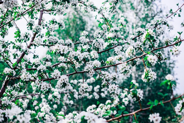 Photo blooming branches of an apple tree. white flowers on a tree in the garden.