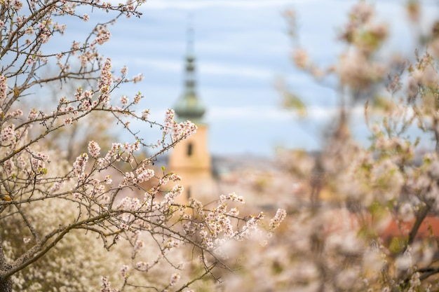 Blooming branches covered flowers picturesque cityscape prague in spring time flowering apple park p